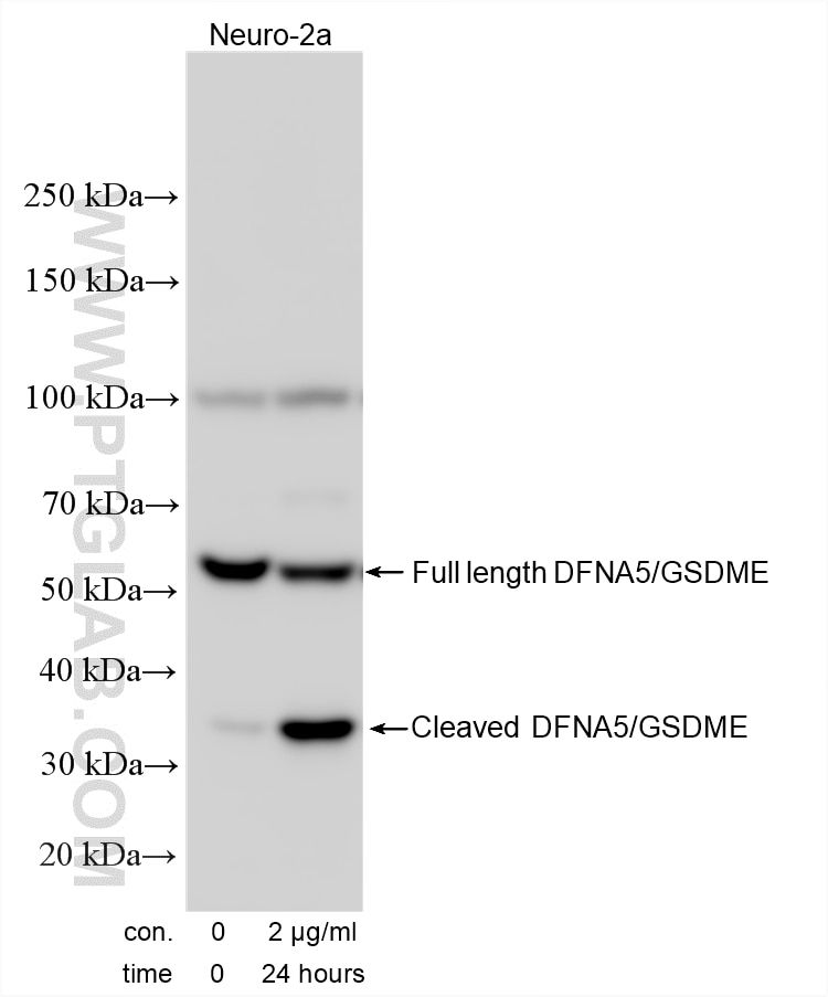Non-treated and actinomycin D treated Neuro-2a cells were subjected to SDS PAGE followed by western blot with 30696-1-AP (DFNA5/GSDME antibody) at dilution of 1:1000 incubated at room temperature for 1.5 hours. Western Blot (WB) analysis of various lysates using DFNA5/GSDME Polyclonal antibody (30696-1-AP)