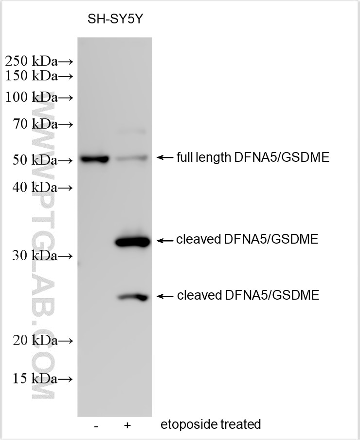 Western Blot (WB) analysis of various lysates using DFNA5/GSDME Polyclonal antibody (31363-1-AP)