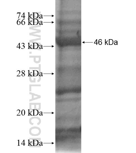 DFNB59 fusion protein Ag18872 SDS-PAGE