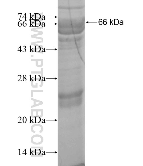 DFNB59 fusion protein Ag20044 SDS-PAGE