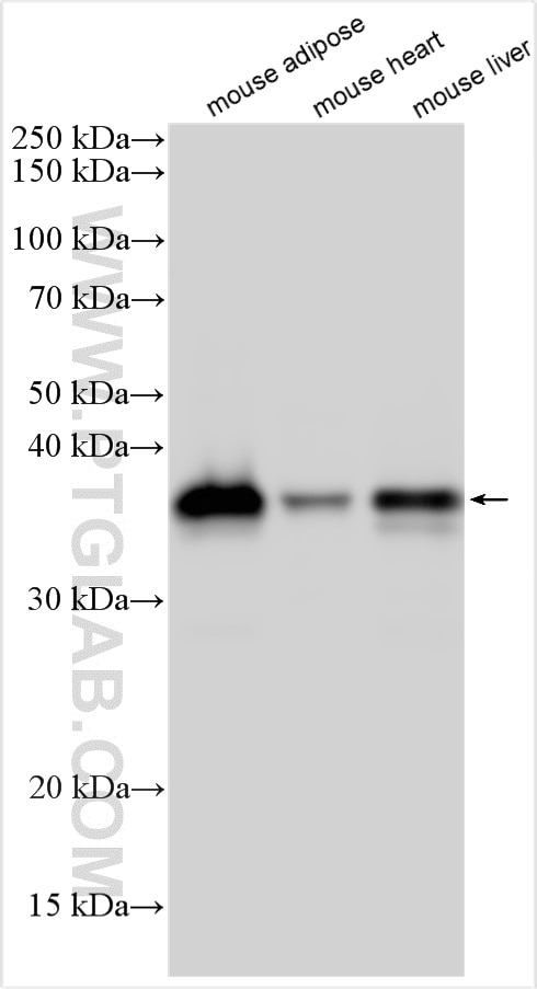 Western Blot (WB) analysis of various lysates using DGAT2 Polyclonal antibody (17100-1-AP)