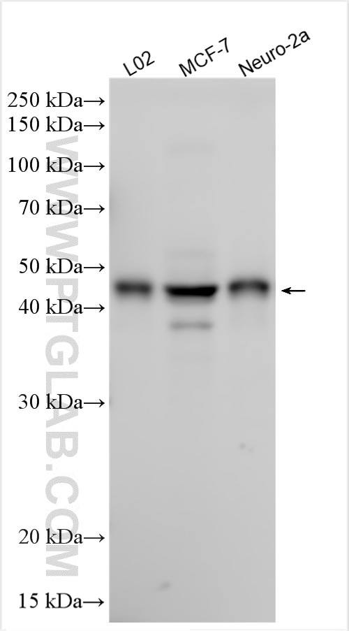 Western Blot (WB) analysis of various lysates using DGAT2 Polyclonal antibody (17100-1-AP)