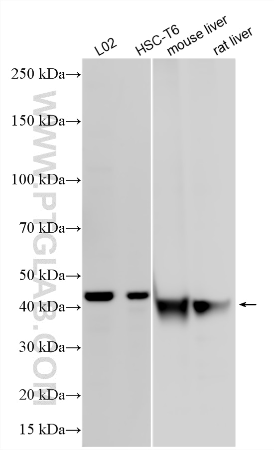 WB analysis using 17100-1-AP Western Blot (WB) analysis of various lysates using DGAT2 Polyclonal antibody (17100-1-AP)