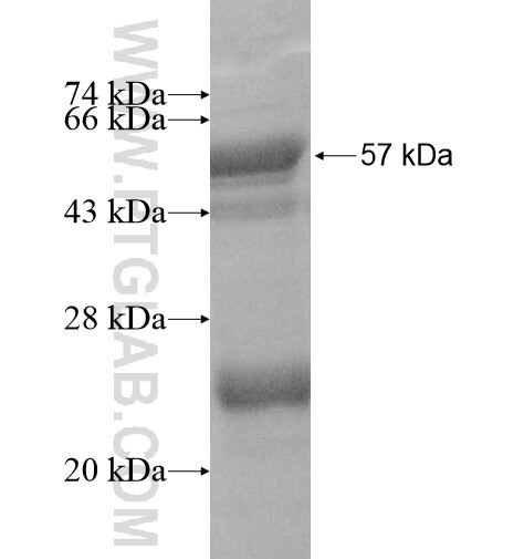 DGAT2 fusion protein Ag10719 SDS-PAGE