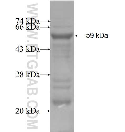 DGCR2 fusion protein Ag4629 SDS-PAGE