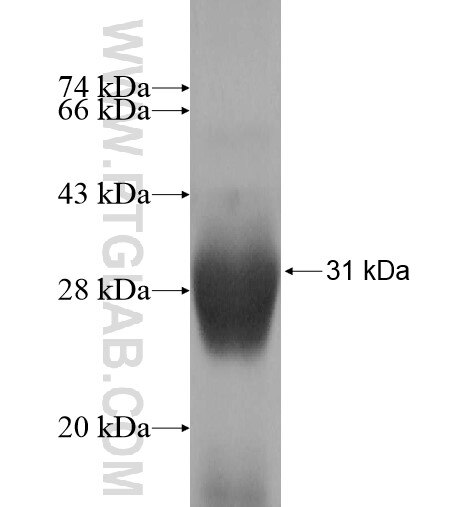 DGCR6L fusion protein Ag14040 SDS-PAGE