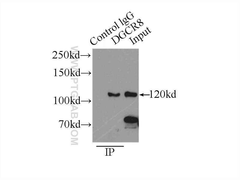 Immunoprecipitation (IP) experiment of HEK-293 cells using DGCR8 C-terminal Polyclonal antibody (10996-1-AP)