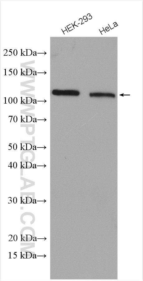 Western Blot (WB) analysis of various lysates using DGCR8 C-terminal Polyclonal antibody (10996-1-AP)