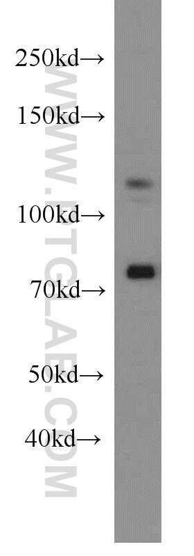 Western Blot (WB) analysis of HeLa cells using DGCR8 C-terminal Polyclonal antibody (10996-1-AP)