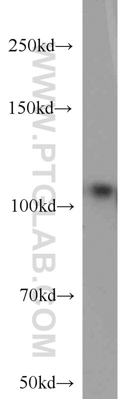 Western Blot (WB) analysis of HEK-293 cells using DGCR8 C-terminal Polyclonal antibody (10996-1-AP)