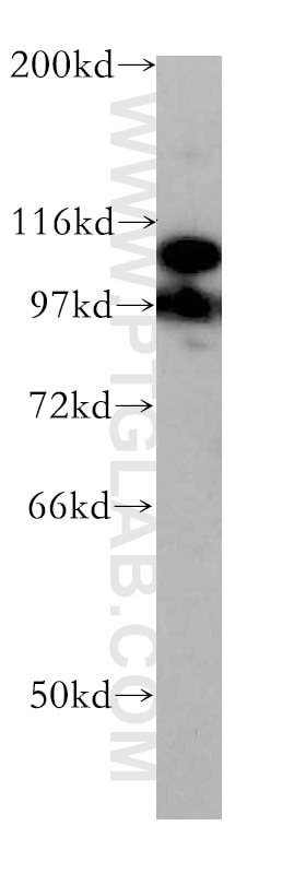 Western Blot (WB) analysis of mouse testis tissue using DGCR8 C-terminal Polyclonal antibody (10996-1-AP)