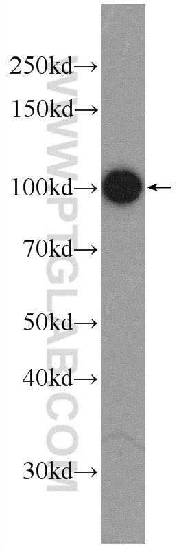 Western Blot (WB) analysis of HEK-293 cells using DGCR8 N-terminal Polyclonal antibody (25835-1-AP)