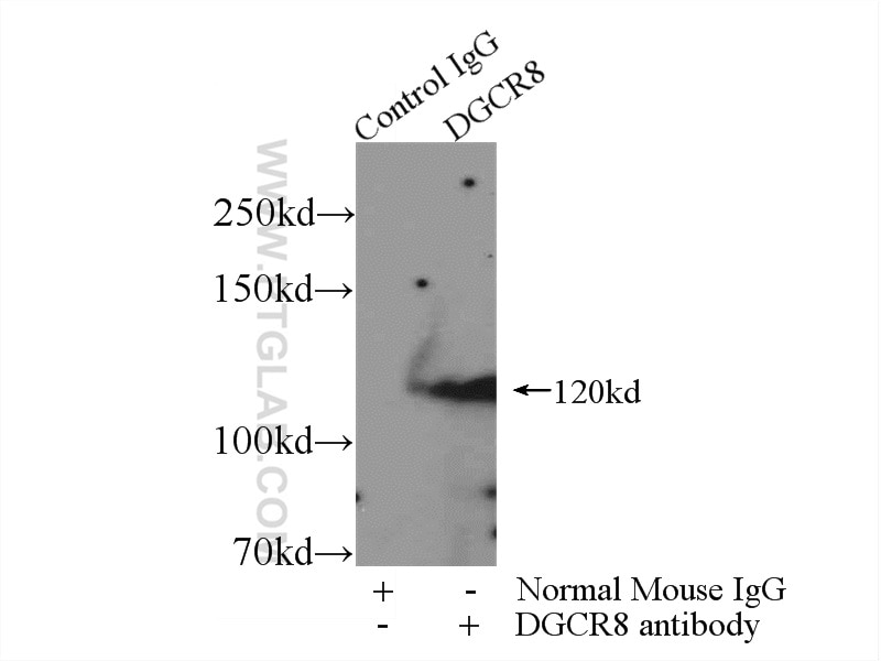 Immunoprecipitation (IP) experiment of K-562 cells using DGCR8 Monoclonal antibody (60084-1-Ig)