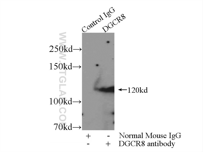 IP experiment of K-562 using 60084-1-Ig