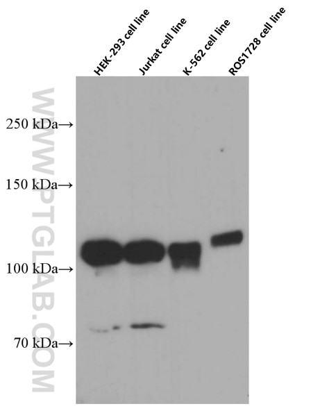 Western Blot (WB) analysis of various lysates using DGCR8 Monoclonal antibody (60084-1-Ig)