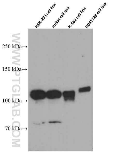 WB analysis using 60084-1-Ig