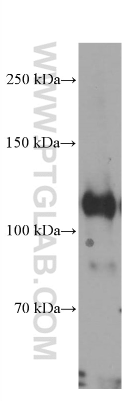 Western Blot (WB) analysis of RAW 264.7 cells using DGCR8 Monoclonal antibody (60084-1-Ig)