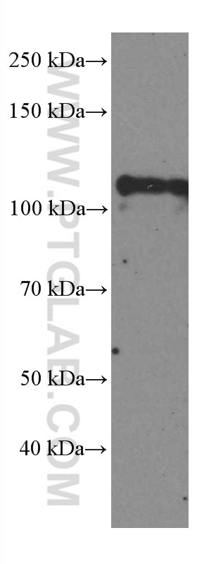 Western Blot (WB) analysis of A431 cells using DGCR8 Monoclonal antibody (60084-1-Ig)
