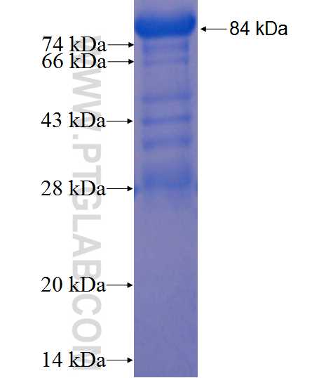 DGCR8 fusion protein Ag22988 SDS-PAGE