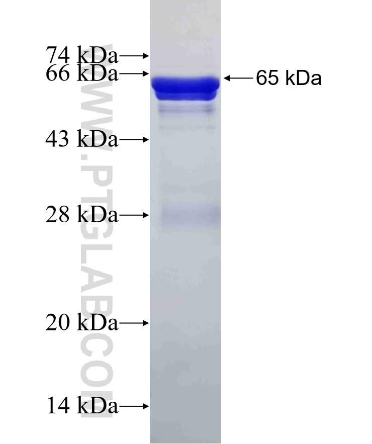DGCR8 fusion protein Ag1429 SDS-PAGE