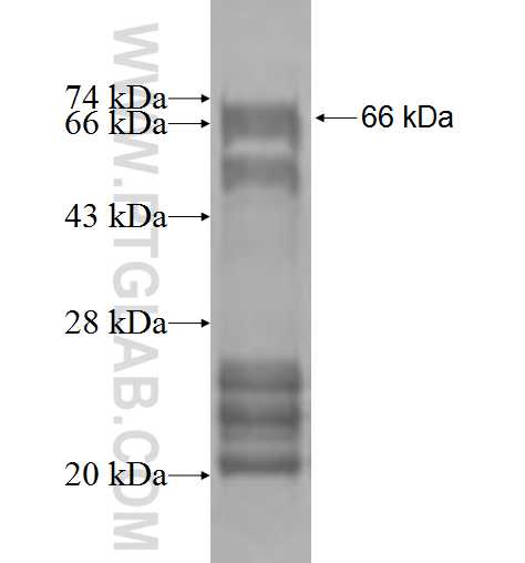 DGKA fusion protein Ag2075 SDS-PAGE