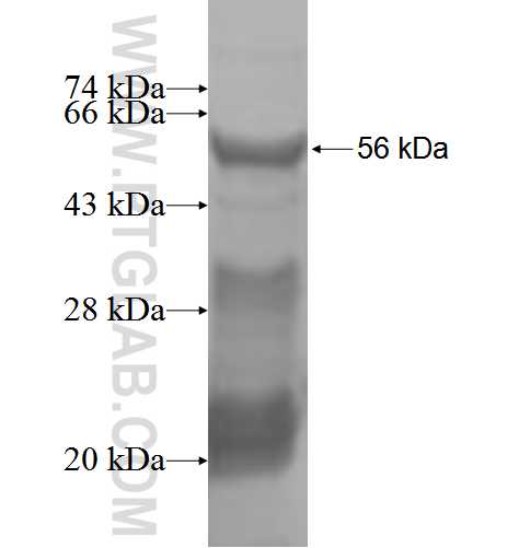 DGKE fusion protein Ag2512 SDS-PAGE