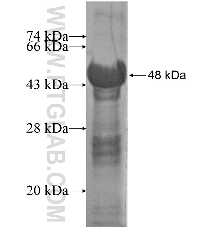 DGKG fusion protein Ag16483 SDS-PAGE