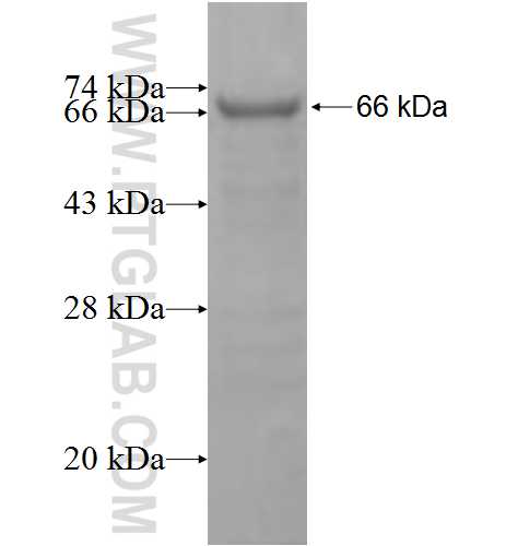 DGKH fusion protein Ag4926 SDS-PAGE
