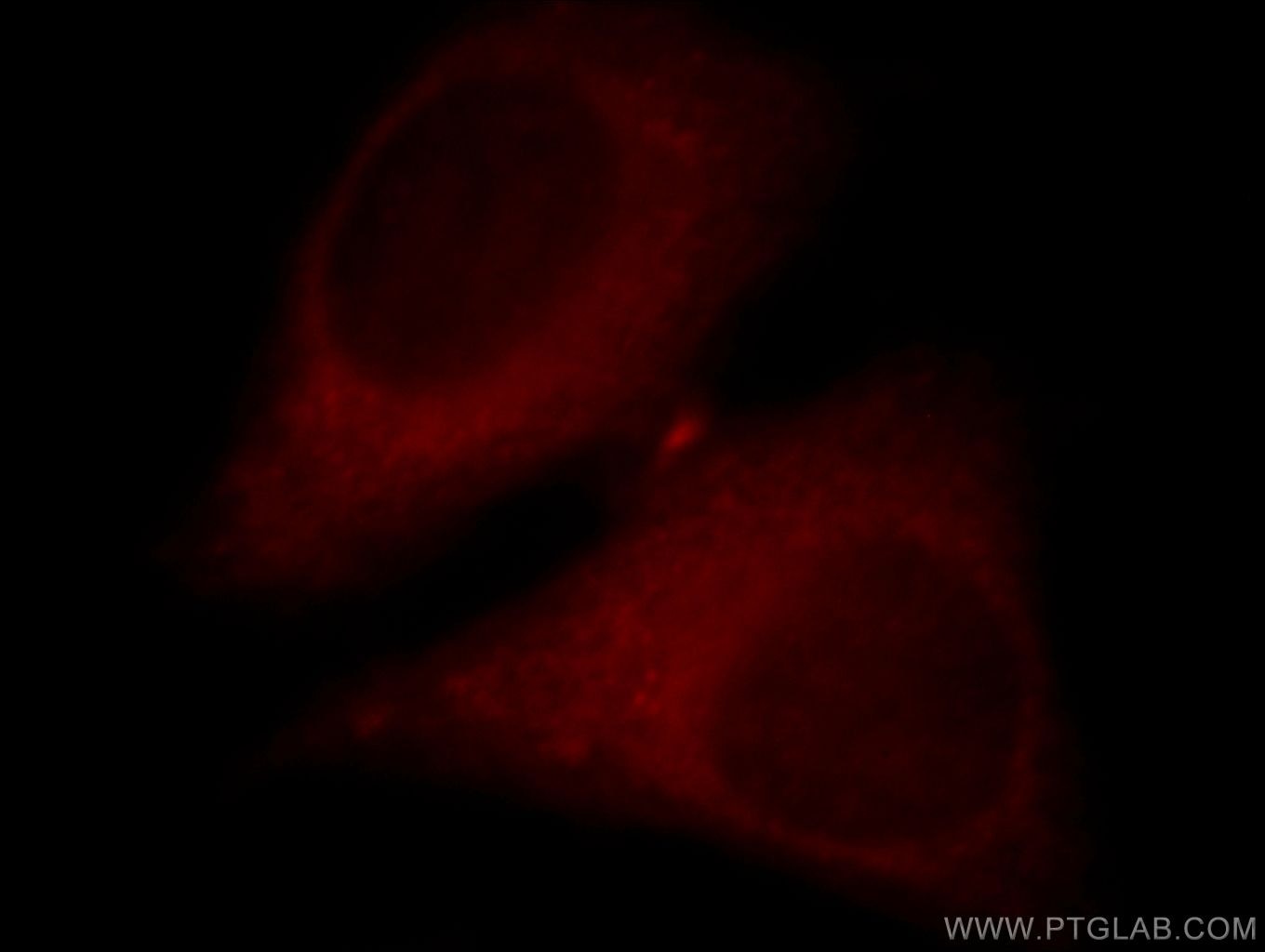 Immunofluorescence (IF) / fluorescent staining of HepG2 cells using DGKK-Specific Polyclonal antibody (20090-1-AP)