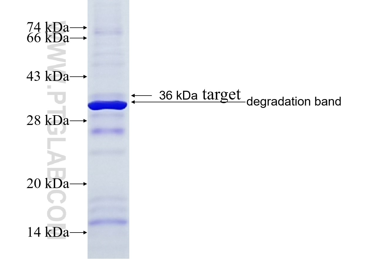 DGUOK fusion protein Ag9501 SDS-PAGE