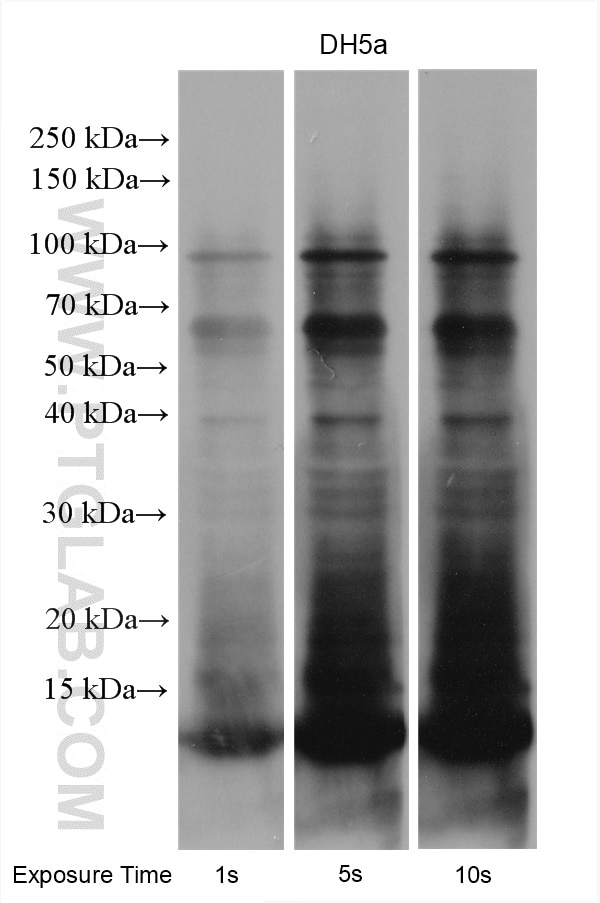 Western Blot (WB) analysis of various lysates using DH5a-lysate Polyclonal antibody (10559-1-Ig)