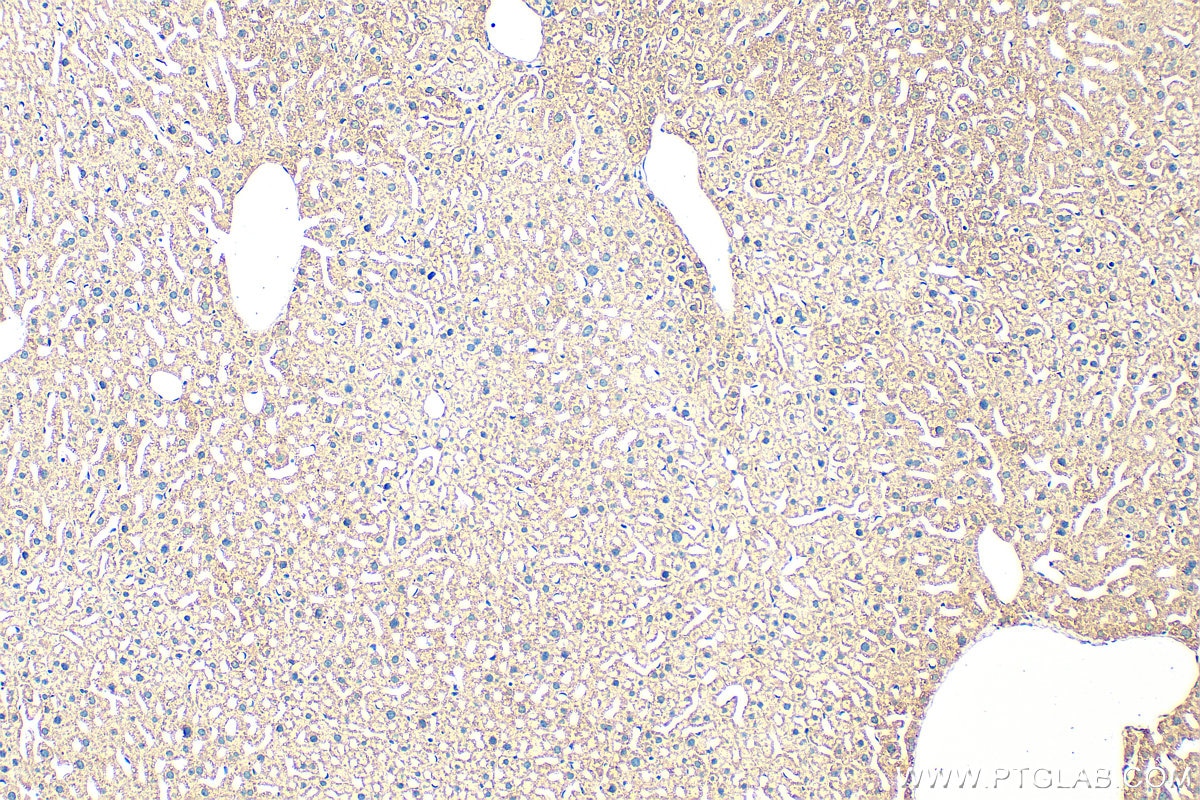 Immunohistochemistry (IHC) staining of mouse liver tissue using DHCR24 Polyclonal antibody (10471-1-AP)