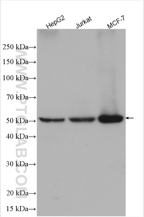 Western Blot (WB) analysis of various lysates using DHCR24 Polyclonal antibody (10471-1-AP)
