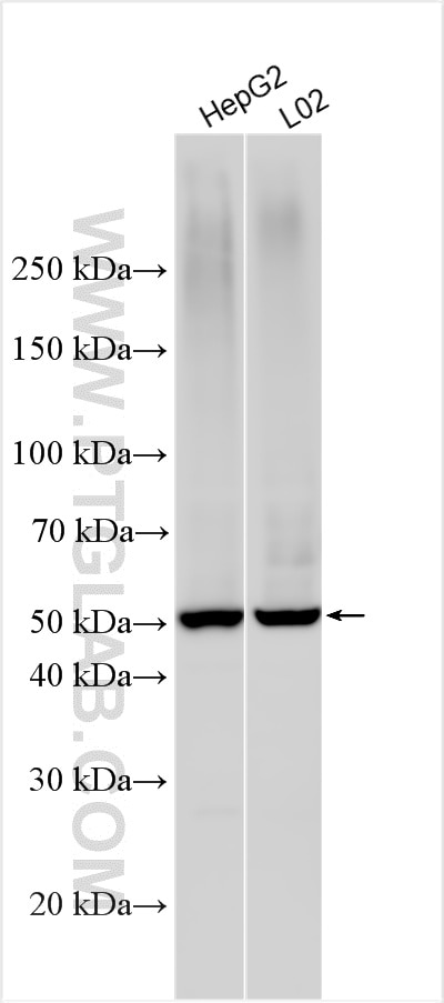 Western Blot (WB) analysis of various lysates using DHCR24 Polyclonal antibody (10471-1-AP)