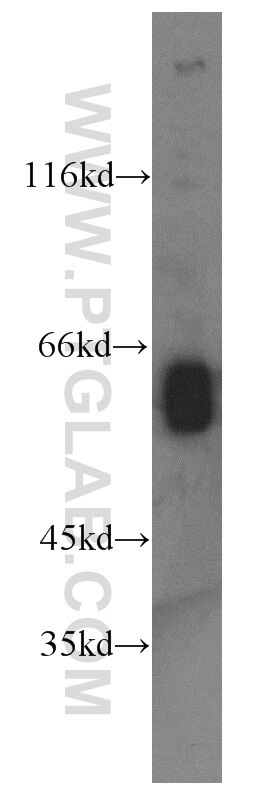 Western Blot (WB) analysis of mouse lung tissue using DHCR24 Polyclonal antibody (10471-1-AP)