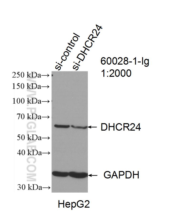 Western Blot (WB) analysis of HepG2 cells using DHCR24 Monoclonal antibody (60028-1-Ig)
