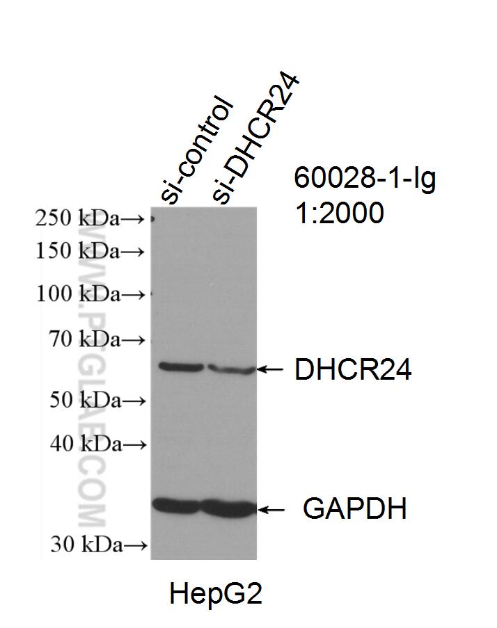 WB analysis of HepG2 using 60028-1-Ig