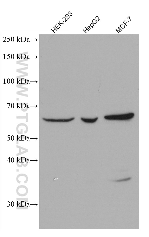 Western Blot (WB) analysis of various lysates using DHCR24 Monoclonal antibody (60028-1-Ig)