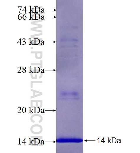 DHCR7 fusion protein Ag24834 SDS-PAGE
