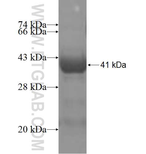 DHDH fusion protein Ag4866 SDS-PAGE