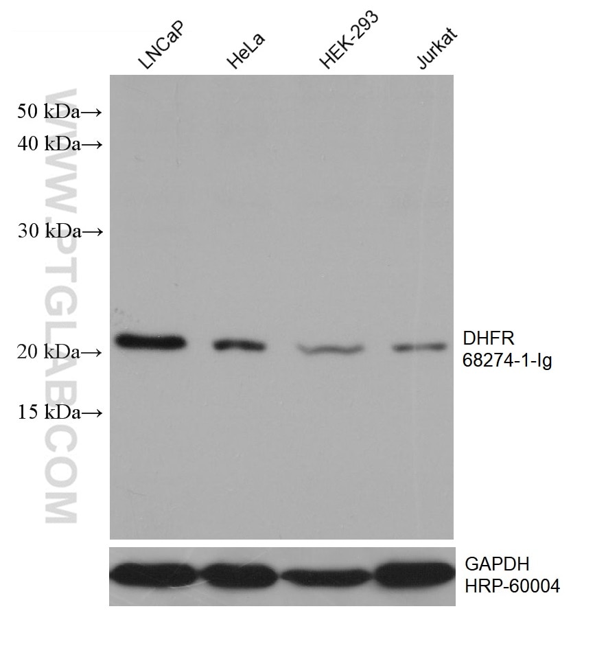 Western Blot (WB) analysis of various lysates using DHFR Monoclonal antibody (68274-1-Ig)