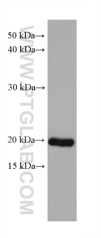 Western Blot (WB) analysis of NIH/3T3 cells using DHFR Monoclonal antibody (68274-1-Ig)