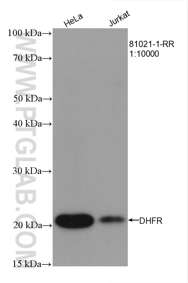 Western Blot (WB) analysis of various lysates using DHFR Recombinant antibody (81021-1-RR)