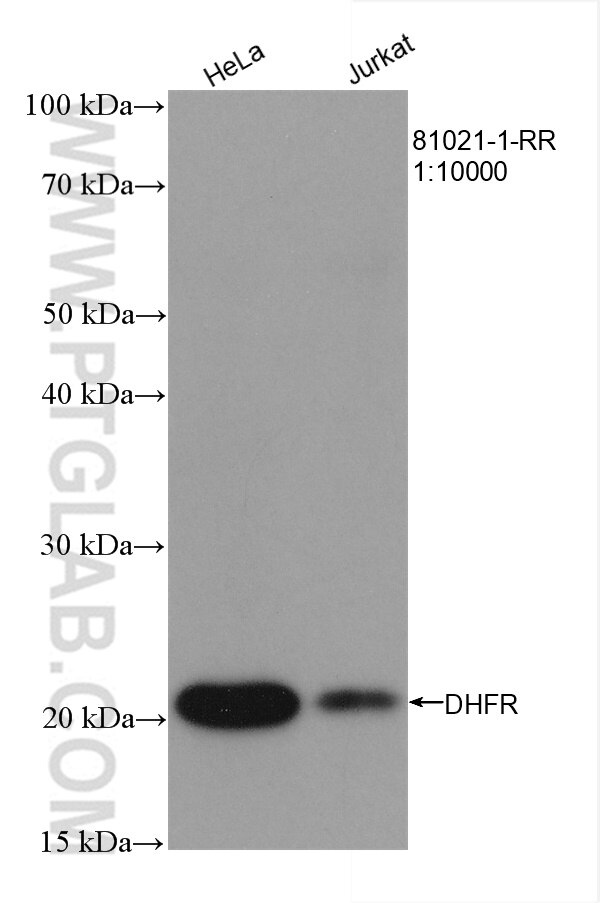 Western Blot (WB) analysis of various lysates using DHFR Recombinant antibody (81021-1-RR)