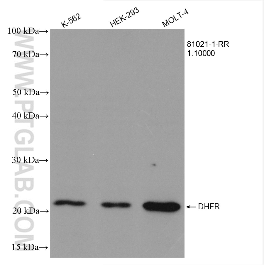 Western Blot (WB) analysis of various lysates using DHFR Recombinant antibody (81021-1-RR)