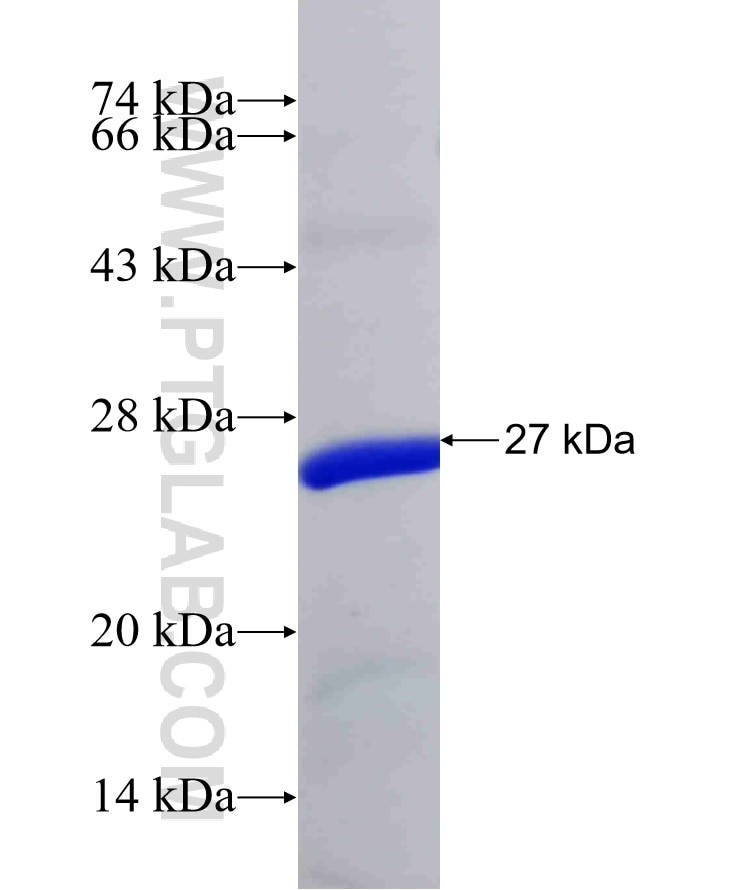 DHFR fusion protein Ag7318 SDS-PAGE