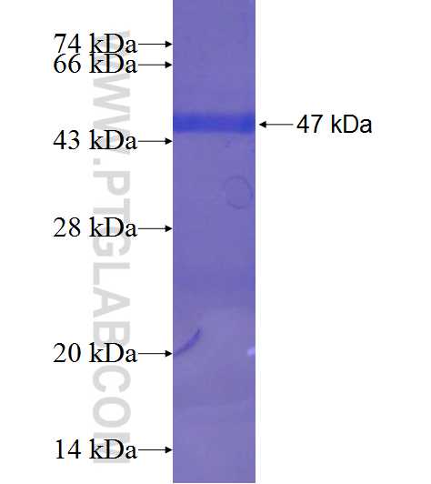 DHFR fusion protein Ag7331 SDS-PAGE