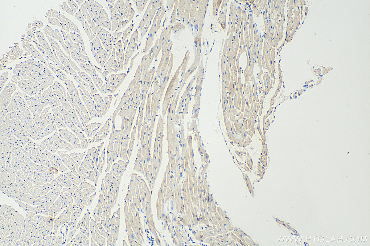 IHC staining of mouse heart using 27965-1-AP