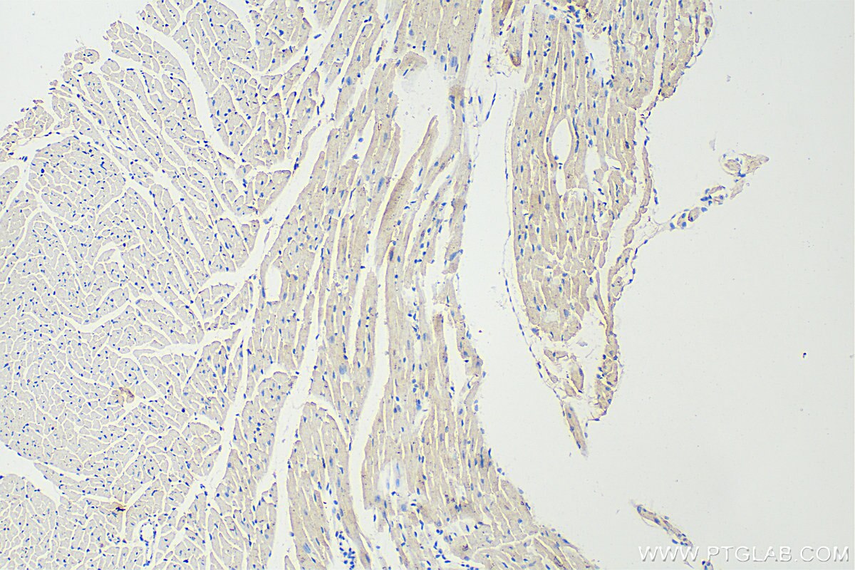 Immunohistochemistry (IHC) staining of mouse heart tissue using DHFRL1 Polyclonal antibody (27965-1-AP)