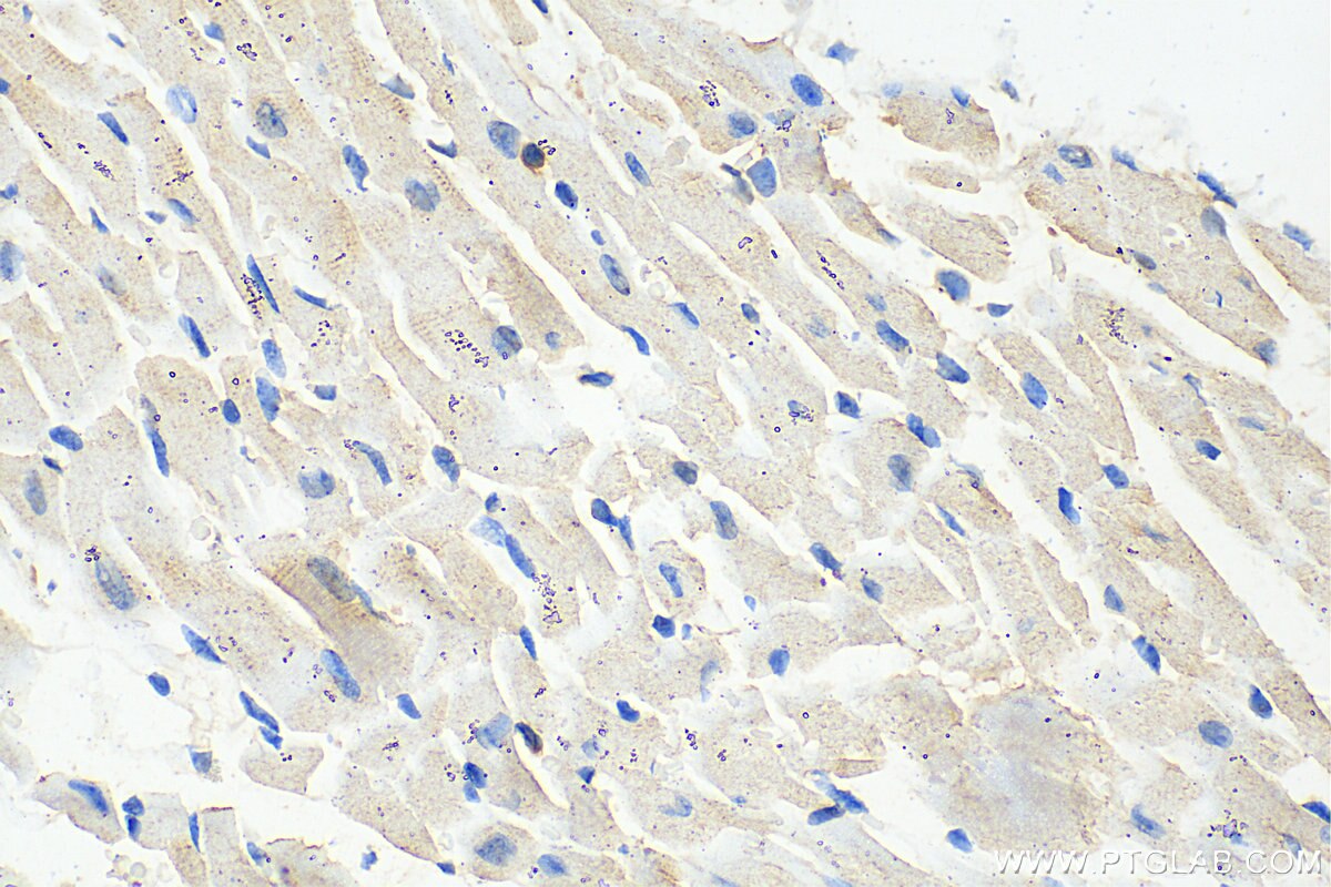 Immunohistochemistry (IHC) staining of mouse heart tissue using DHFRL1 Polyclonal antibody (27965-1-AP)